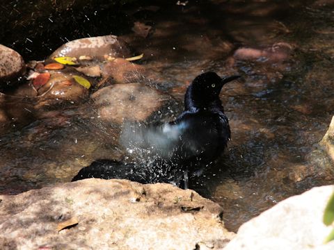 Corvus brachyrhynchos