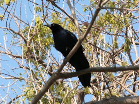 Corvus brachyrhynchos