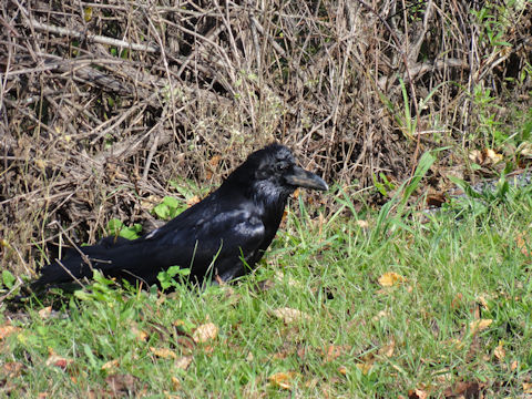 Corvus brachyrhynchos