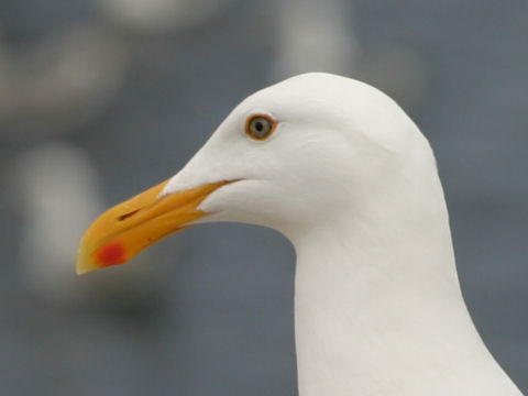 Larus occidentalis