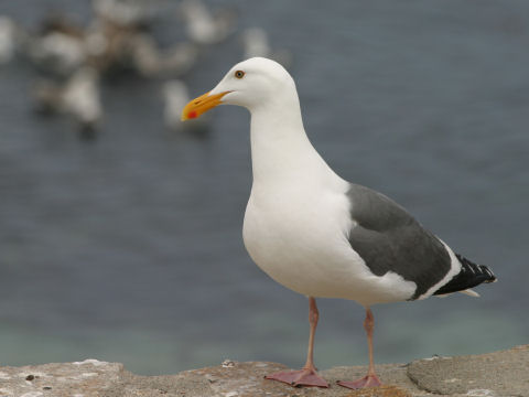 Larus occidentalis