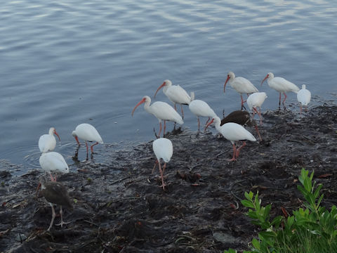 Pelecanus erythrorhynchos