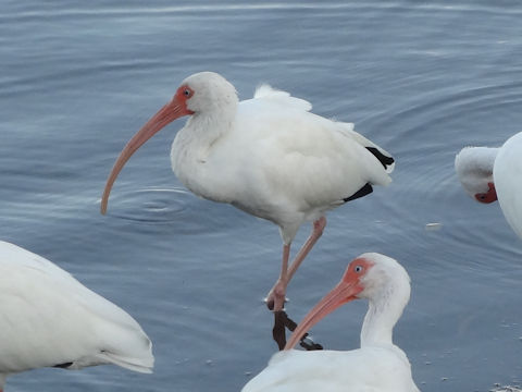 Pelecanus erythrorhynchos