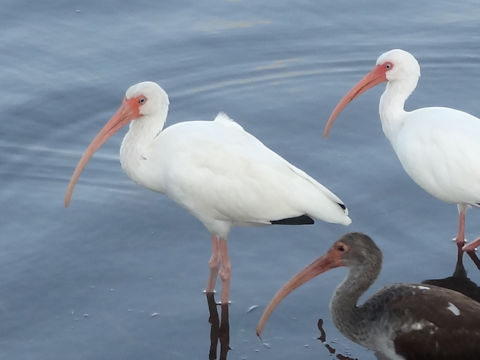 Pelecanus erythrorhynchos