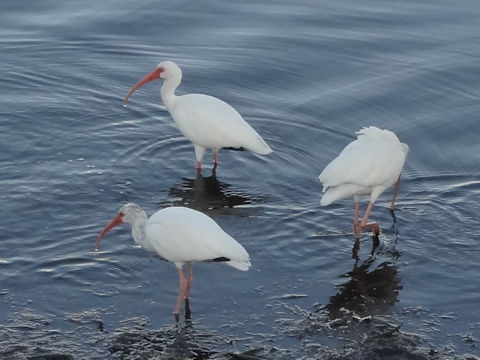 Pelecanus erythrorhynchos