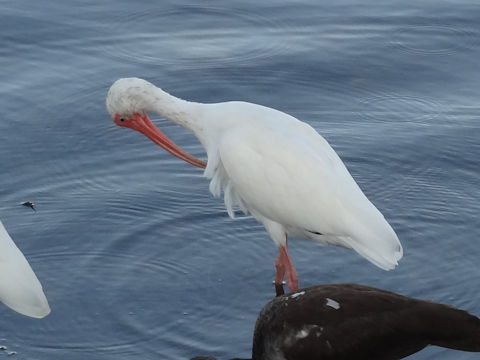 Pelecanus erythrorhynchos