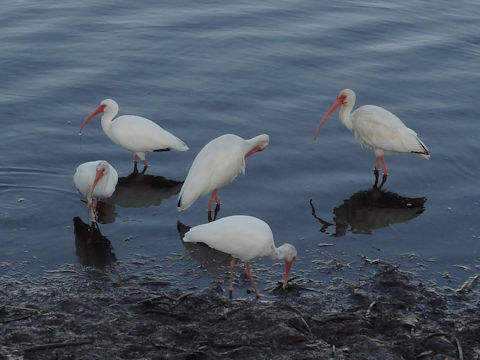 Pelecanus erythrorhynchos