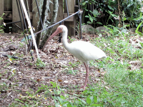 Pelecanus erythrorhynchos