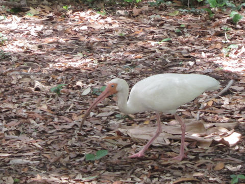 Pelecanus erythrorhynchos