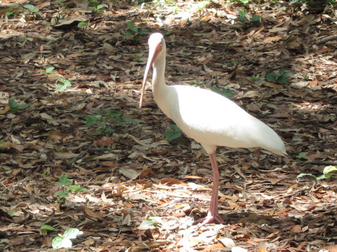 Pelecanus erythrorhynchos