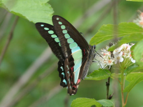 Graphium sarpedon nipponum