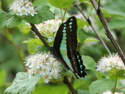 Graphium sarpedon nipponum