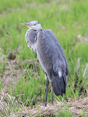 Ardea cinerea