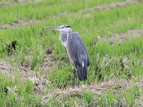 Ardea cinerea