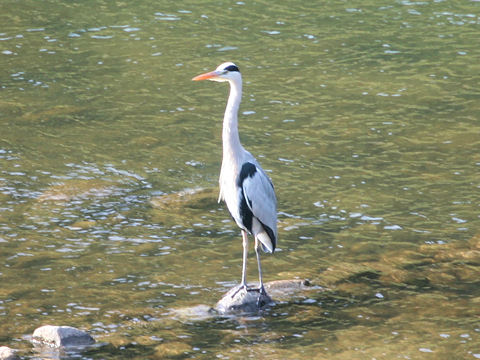 Ardea cinerea