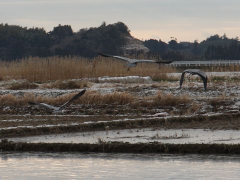 Ardea cinerea