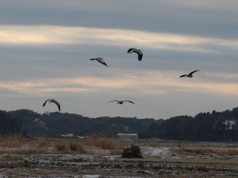 Ardea cinerea