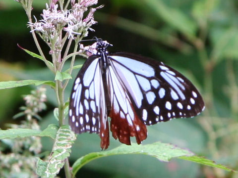 Parantica sita ssp. niphonica