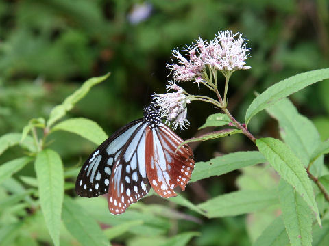 Parantica sita ssp. niphonica