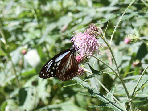 Parantica sita ssp. niphonica