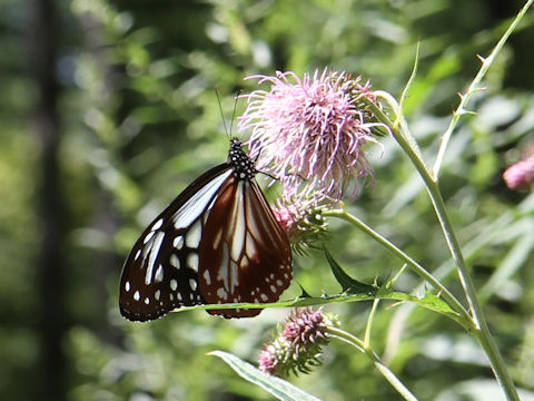 Parantica sita ssp. niphonica