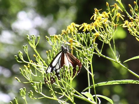 Parantica sita ssp. niphonica