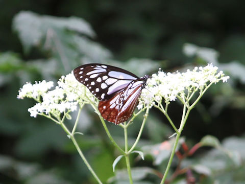 Parantica sita ssp. niphonica