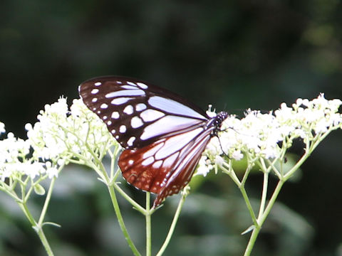 Parantica sita ssp. niphonica