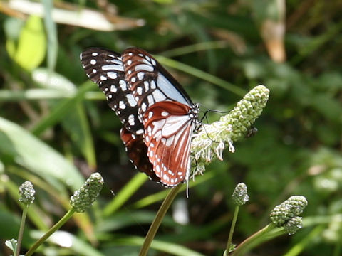 Parantica sita ssp. niphonica