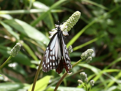 Parantica sita ssp. niphonica