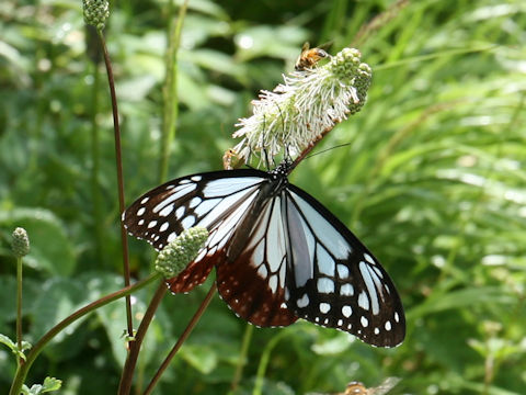 Parantica sita ssp. niphonica