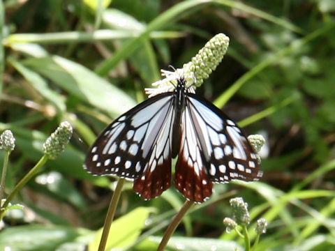 Parantica sita ssp. niphonica