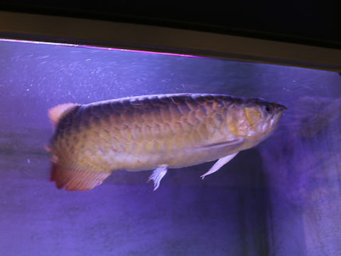 Scleropages formosus
