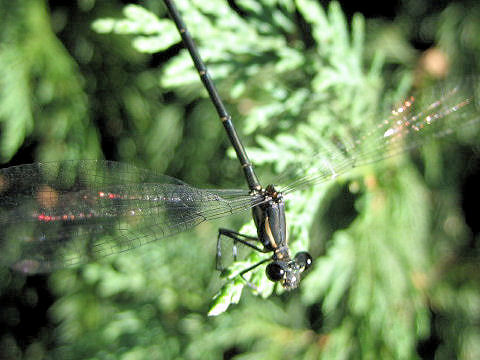 Austroargiolestes icteromelas