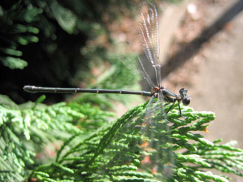 Austroargiolestes icteromelas