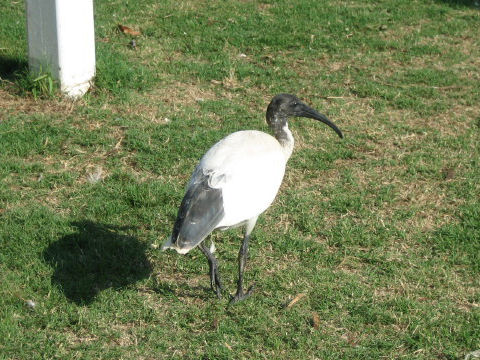 Threskiornis molucca