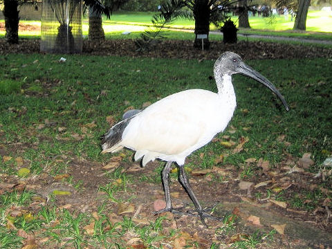 Threskiornis molucca