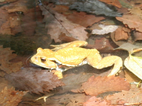 Bufo japonicus formosus