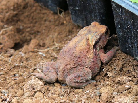 Bufo japonicus formosus