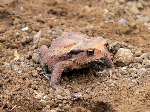 Bufo japonicus formosus