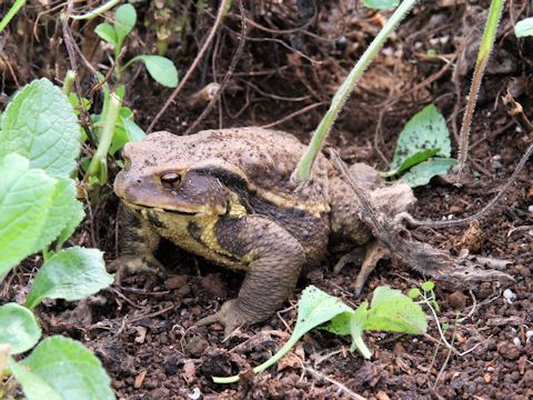 Bufo japonicus formosus