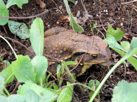 Bufo japonicus formosus