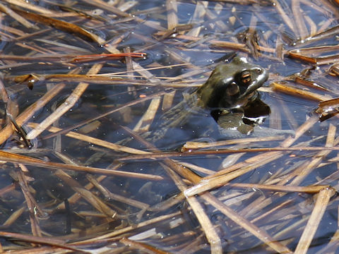 Bufo japonicus formosus