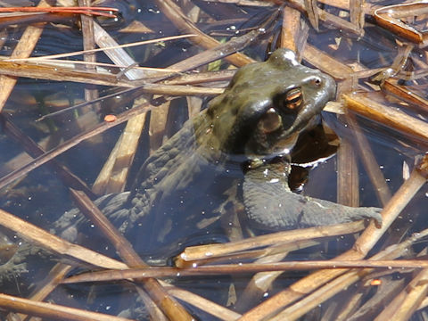 Bufo japonicus formosus