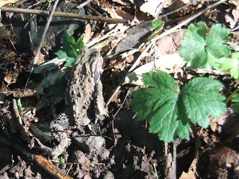 Bufo japonicus formosus