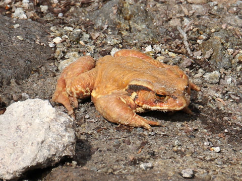 Bufo japonicus formosus