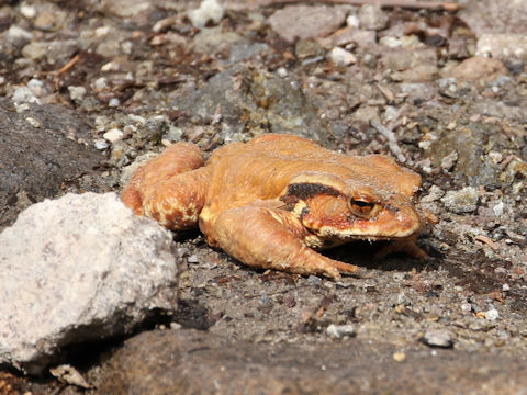 Bufo japonicus formosus