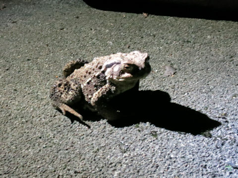 Bufo japonicus formosus