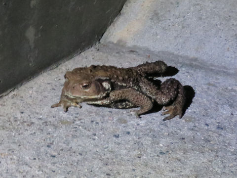 Bufo japonicus formosus