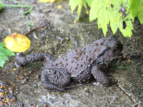 Bufo japonicus formosus